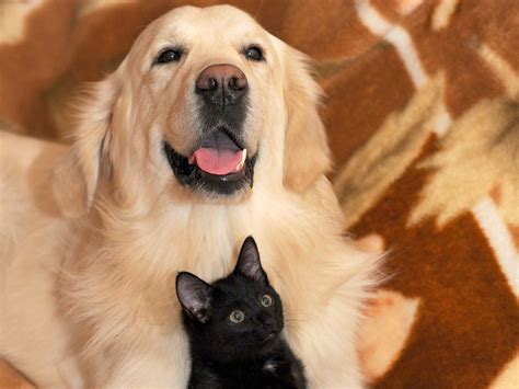 Are Golden Retrievers Friendly With Cats
