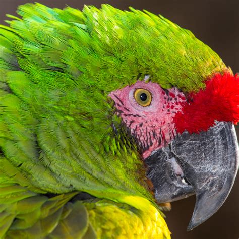 Military Macaw Hope Zoo