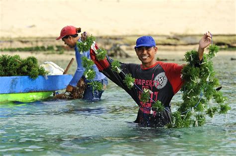 Seaweed Farming Bali Photograph By Science Photo Library Pixels