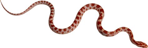 Collection Of Png Hd Snake Pluspng