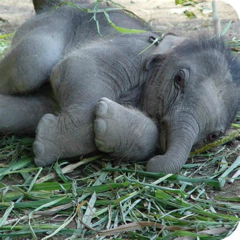 Amazing Animals Pictures Cute And Big Baby Elephant
