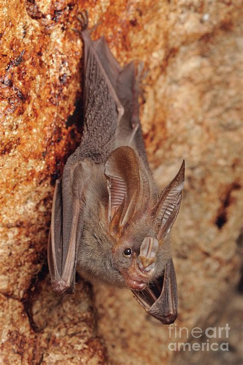 Lesser False Vampire Bat Photograph By Chien Lee Fine Art America