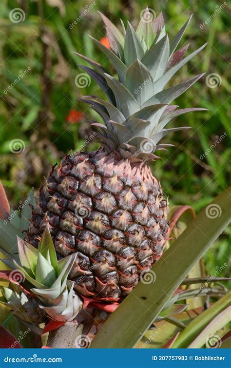 Flowering Pineapple Plant With A Young Pineapple Stock Image Image