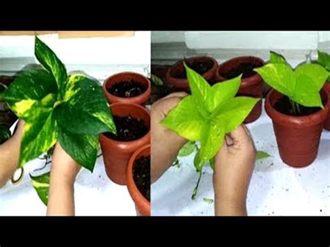 A healthy, large pilea that has plenty of pot space should regularly produce these little babies. Neon Pothos / Money Plant Propagation from Leaf Cuttings ...