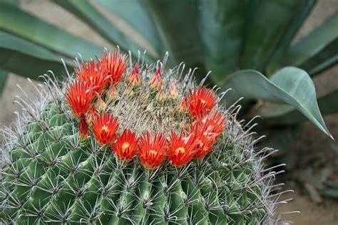 This barrel cactus has spines shaped like a fish hook. The Azure Gate: Barrel Cactus in Bloom