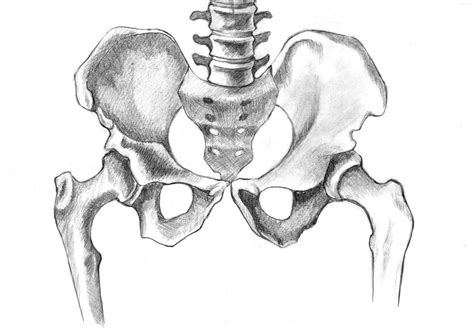 Pelvis By Barbiedeplastico On Deviantart Skeleton Drawings Anatomy