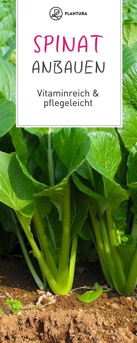 Der anbau von blumenkohl kann neben anderen eng verwandten pflanzen wie brokkoli, grünkohl und rüben erfolgen. Spinat anbauen: Wann, wo & wie? - Plantura | Spinat ...