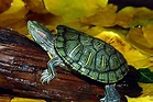 巴西龜這樣養就對了，巴西龜長壽的秘訣 - 每日頭條