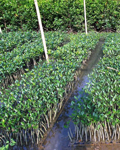 Bagi anda yang berminat memesan, kami jual bibit tanaman buah unggul. Jual Bibit Mangrove | Bibit Mangrove Jogja | Pohon Bakau ...