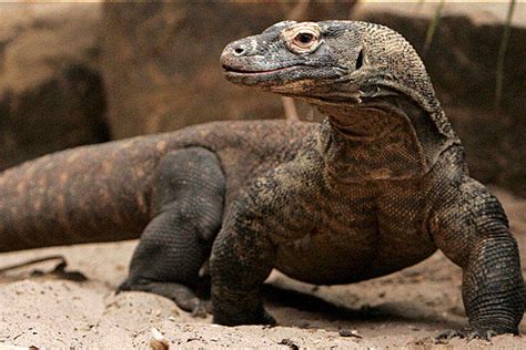Komodo Dragon Creatures Of The World Wikia Fandom