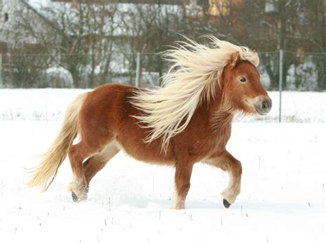 The 12 Smallest Horse Breeds Around The World
