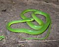 FAUNA E FLORA DO RN: Cobra verde Philodryas olfersii (Lichtenstein ...