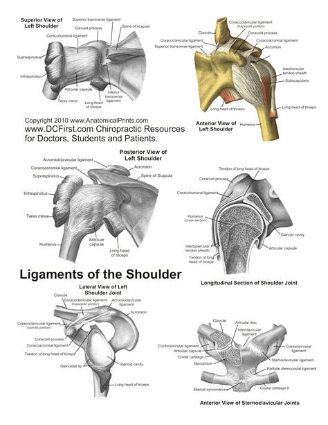 6 describe briefly the abduction at shoulder joint. Anatomy Posters | Poster Template