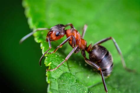 Hormiga Bala Características Alimentación Hábitat Reproducción