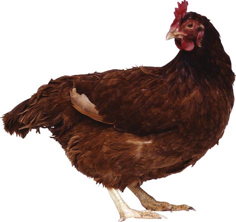 Chicken Standing Png Image Purepng Free Transparent Cc0 Png Image