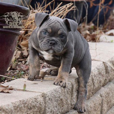 Factors such as the way in which they are raised. Texas English Bulldog Breeder | English Bulldog Puppies ...