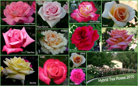 Hybrid Tea Roses Sowing The Seeds Hybrid Tea Roses Rose Tea Roses
