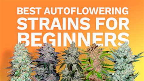 The Best Autoflowering Strains For Beginners Fast Buds