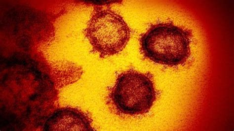 Il Nuovo Coronavirus è Probabilmente Un Ibrido Naturale Tra Virus Di