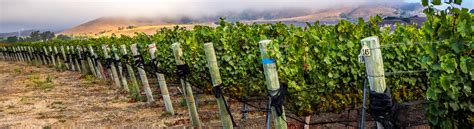 Vega Vineyard And Farm Santa Barbara County Vintners