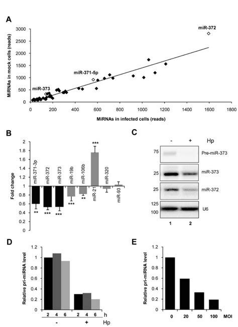 helicobacter pylori induced downregulation of mature mir 371 mir 372 download scientific