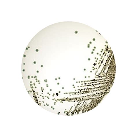 A novel agar medium, chromogenic salmonella esterase (cse) agar, for the differentiation of salmonellae is described. Chromogenic Salmonella Agar (Harlequin Salmonella ABC ...