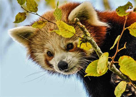 Red Panda Paradise Wildlife Park Hertfordshire Mike J Carroll Flickr