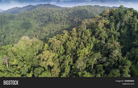 Rainforest Aerial Image And Photo Free Trial Bigstock