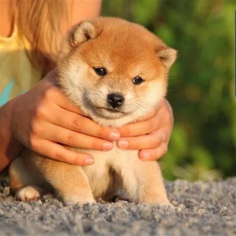 Find me a more aesthetic puppy. - 9GAG