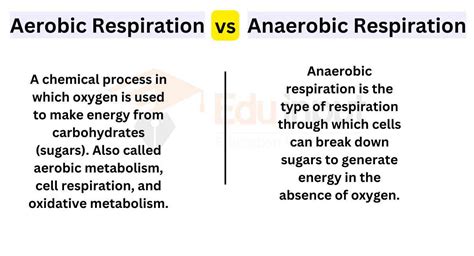 Difference Between Aerobic And Anaerobic Respiration