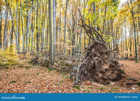 Fallen Beech Tree Stock Photo Image Of Beech Detail 131535574