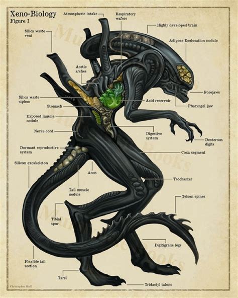 How Would You Build A Xenomorph Rwhatwouldyoubuild