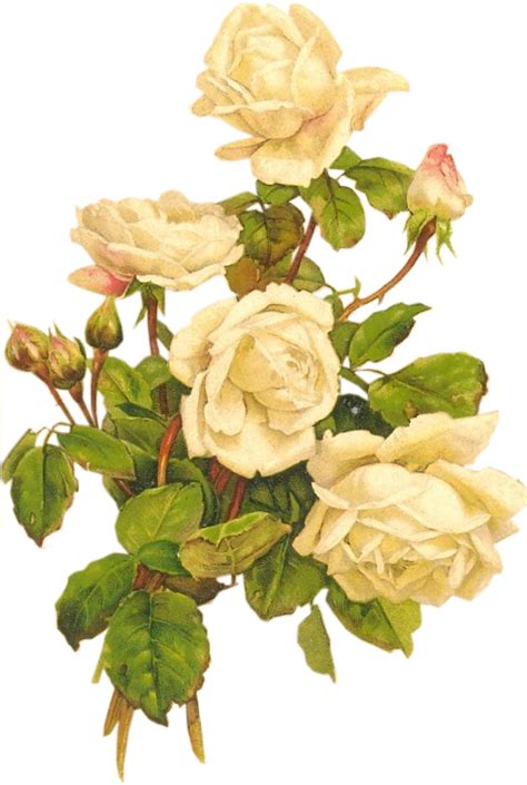 Vintage Roses Vintage White Rose Png Png Download Original Size