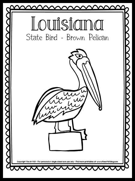 Louisiana State Bird Coloring Page Brown Pelican Free Printable