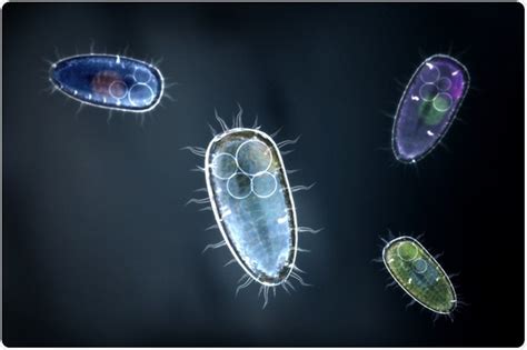 Unicellular Bacteria