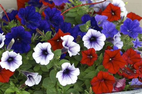 Greatest Red White And Blue Flowers For Coronation Of All Time Check It