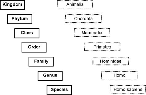 Modern Humans In The Linnaean Taxonomy Download Scientific Diagram
