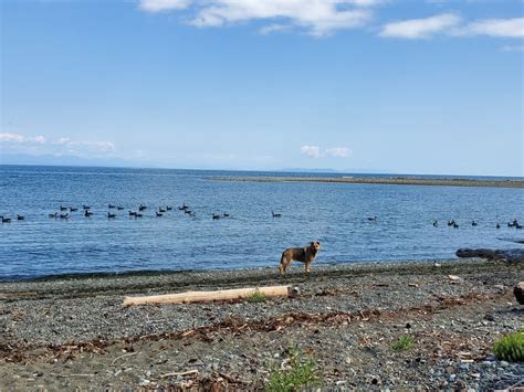 Saratoga Beach Black Creek Bc 1