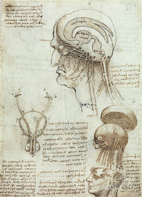 Davinci Anatomical Drawings Ubicaciondepersonascdmxgobmx