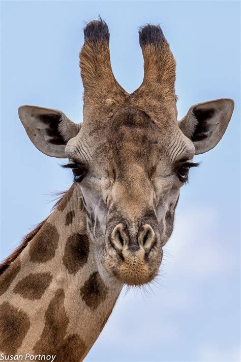 Long Necks And Big Doe Eyes 12 Photos For Giraffe Lovers Giraffe