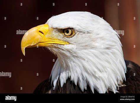Bald Eagle Head Shot Stock Photo Alamy