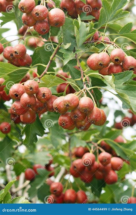 Hawthorn Fruits Stock Image Image Of Fruits Trees Fruit 44564499