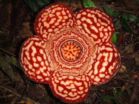 Rafflesia The Worlds Largest Flower I Found This One In Borneo