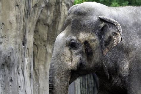 African Elephant Head Stock Image Image Of Heavy Gray 7451445