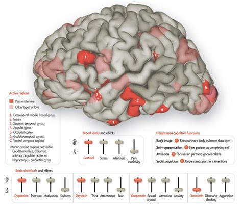 A Brain In Love Neurosolution Neuropsychologie