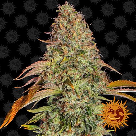 15 Highest Yielding Autoflower Seed Strains