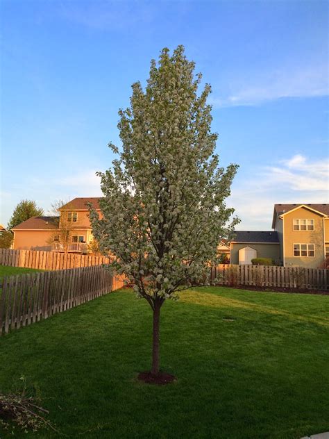 Once the pear trees are established and begin to bear fruit, you can expect a harvest within 115 to 165 days after full bloom, or three to five months. Midwest Mrs.