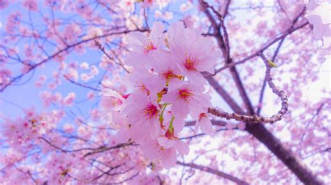 Download Wallpaper 1366x768 Sakura Flowers Bloom Spring