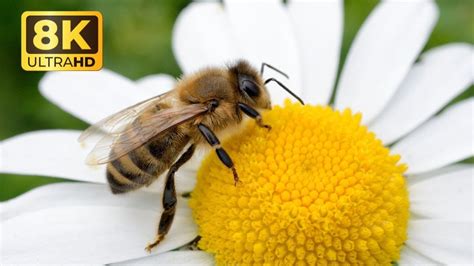 "Bee-lieve It or Not: Amazing Facts About Bees" - YouTube