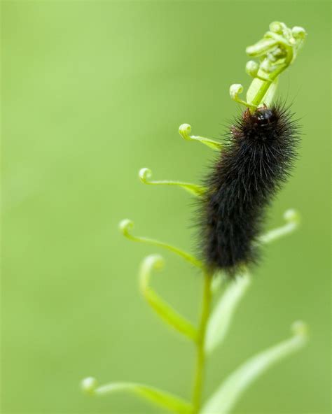 Black Fuzzy Caterpillartif Meaghan Trust Photography